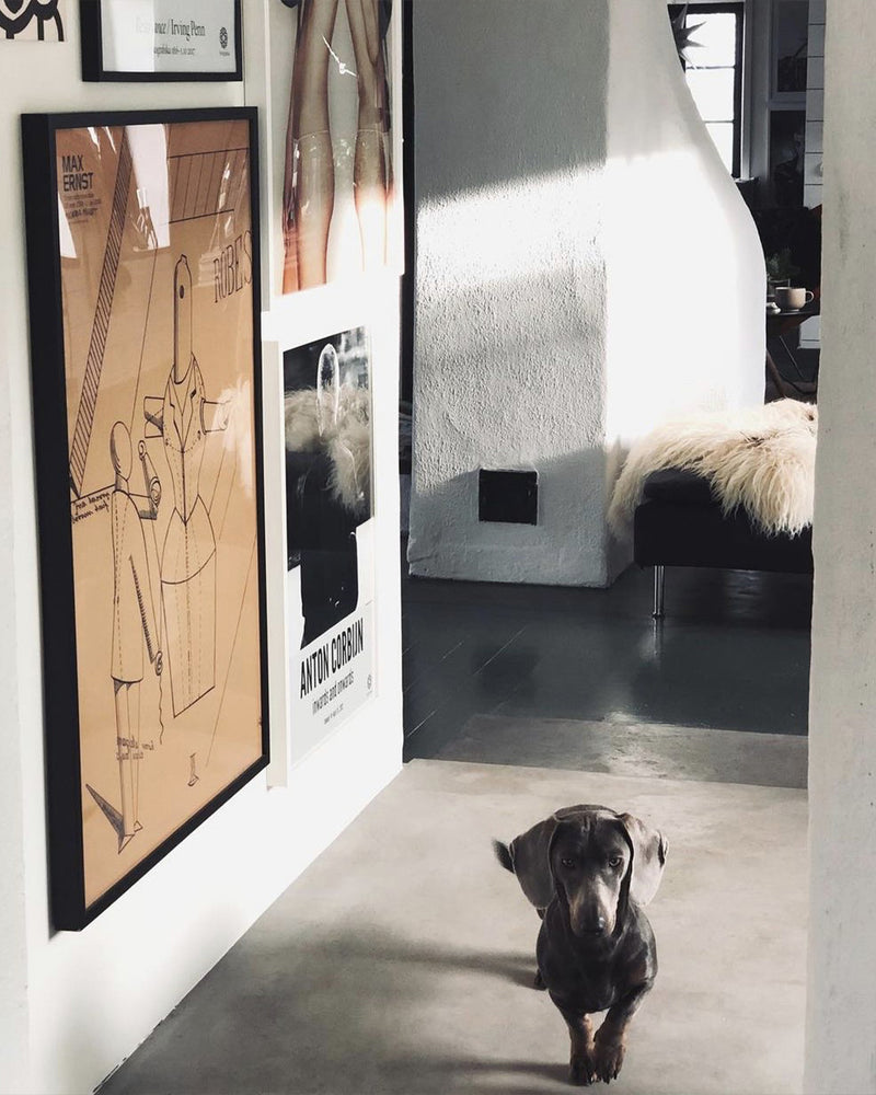Golv i Mörkgrå microcement – hall, tavelvägg, hund